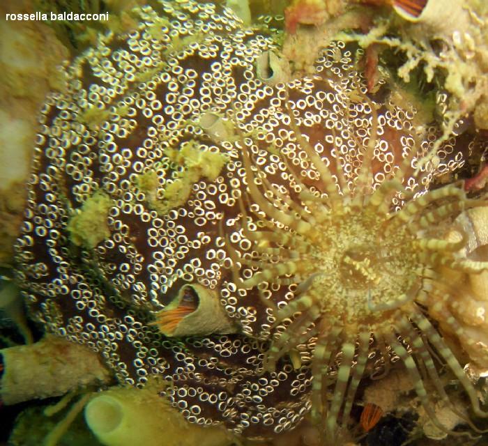 Distaplia bermudensis
